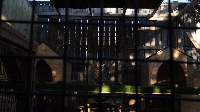A great horned owl perches inside a large wooden aviary enclosure. The scene is characterized by dramatic light and shadows filtering through the bars and wooden slats of the sanctuary