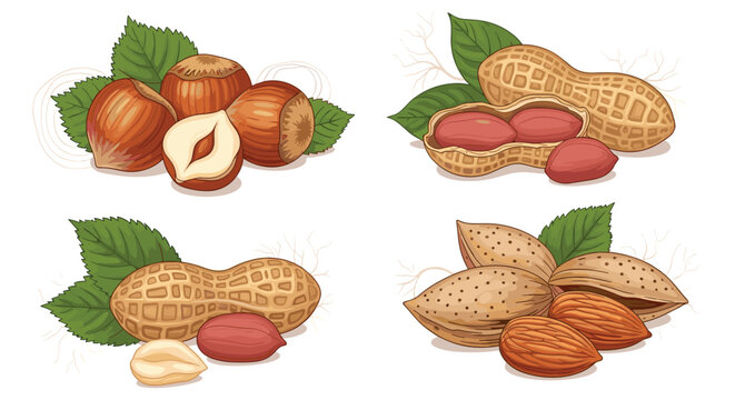 Collection of assorted nuts including hazelnuts peanuts and almonds with green leaves and shells for healthy snack.