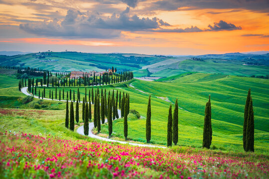 Asciano, Tuscany. Rolling hills, cypress-lined paths, misty sunsets and green fields of Crete Senesi, creating a serene landscape in Italy.