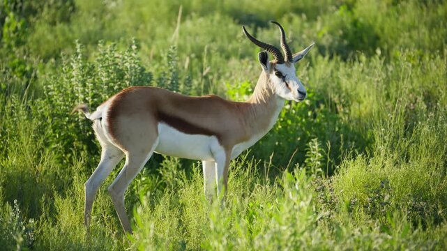 Springbok antelope with curved horns standing alert in lush green savanna grassland of national park in Africa, observing surrounding nature in wildlife habitat