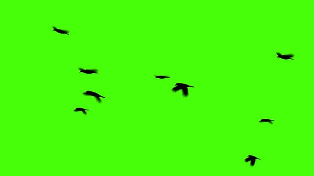 realistic 4K green screen animation of a flock of black birds flying across the screen with natural random movement, perfect for compositing in any video project