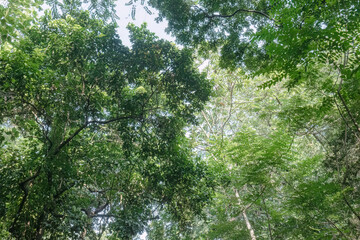 Fototapeta premium Mosaic canopy spreads across varied foliage forms. Bright openings balance shadowed crowns and branches. Textured crowns deliver spacious organic rhythm