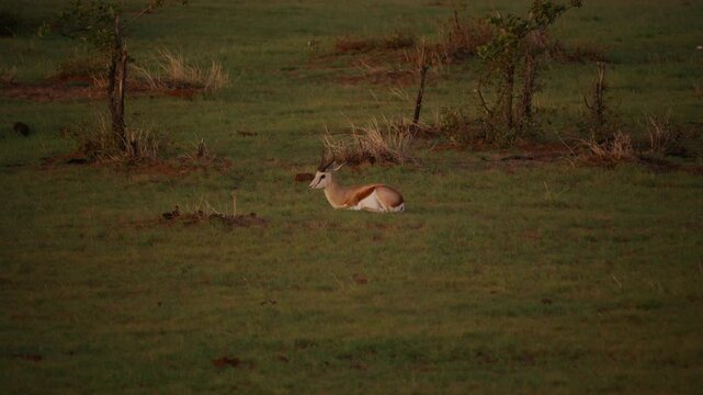 Springbok antelope resting peacefully in the grass of African savanna at sunrise, showing natural behavior of graceful gazelle in wild habitat