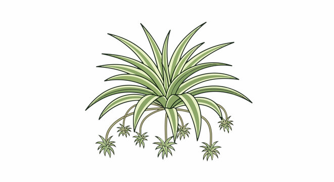Stylized illustration of a spider plant with cascading plantlets