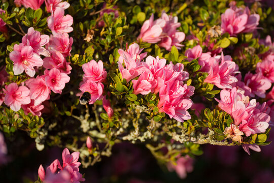 Bourdon en train de butiner une fleur d&rsquo;azal&eacute;e au printemps