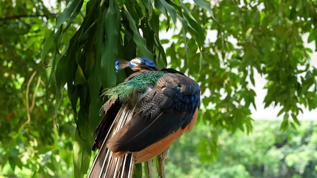 peacock preening its re-grow feathers after the molting season in the park, peacock daily routine in the afternoon
