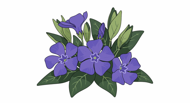 A beautiful cluster of purple periwinkle flowers with green leaves