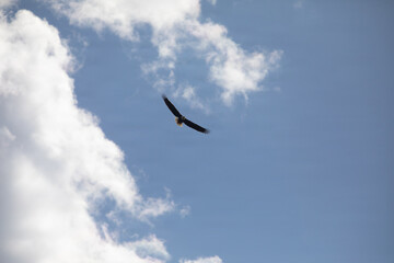 Fototapeta premium Bald Eagle in Flight 