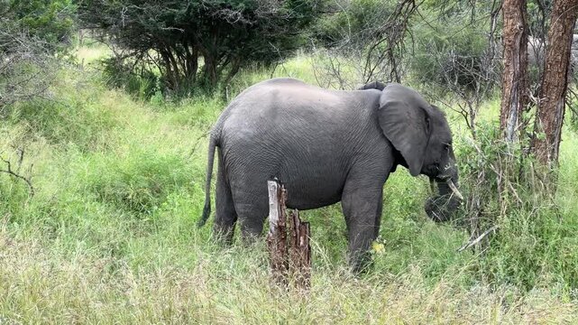 Elefant im Kruger Nationalpark in S&uuml;dafrika
