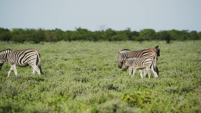 Plains zebra family with cute foal grazing and walking together in green grasslands of african savanna during a sunny day in Etosha National Park, Namibia