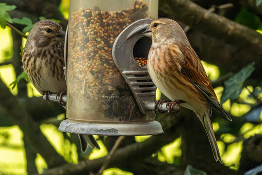 A pair of linnets on a bird feeder. British wild birds.