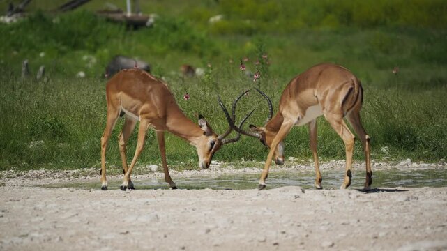 Two wild male impala antelopes fighting for dominance with horns in savanna of Etosha National Park, African safari travel destination in Namibia
