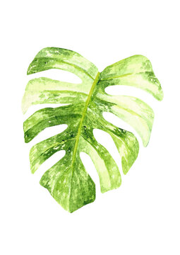 Watercolored Handpainted Monstera deliciosa thai constellation leaf