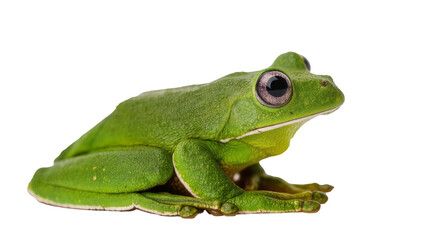 Obraz premium Vibrant green tree frog with large bulging eyes, isolated on transparent background
