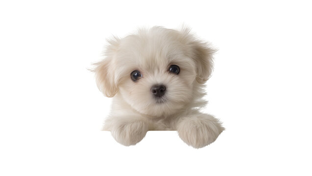 Fluffy white Maltese puppy peeking over a surface, isolated on transparent background