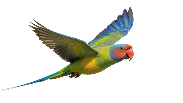 Colorful plum-headed parakeet in flight, isolated on transparent background