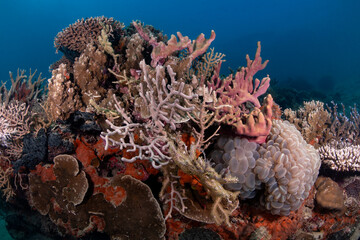 Coral Reef © Dindo Bibera Nueza 