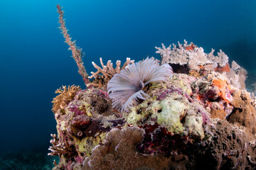 Tube Dwelling Worm © Dindo Bibera Nueza 