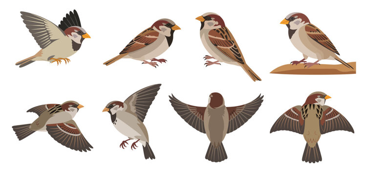   Set of Sparrow Birds in Different Poses Isolated on White Background, Flying and Perching Bird Collection