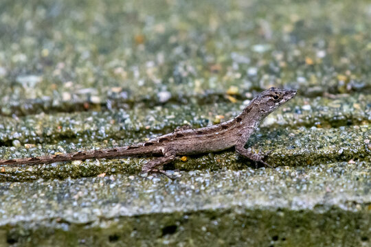 Brown Anole (Anolis sagrei) on a Singapore ground.