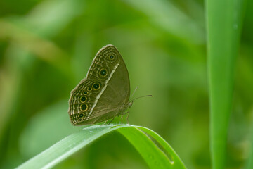 Dingy Bushbrown butterfly (Mycalesis perseus) on a leaf in Singapore. © KingmaPhotos