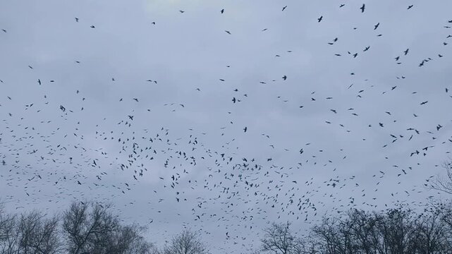 Crow flock rising above leafless trees under pale gray sky. crows silhouettes scattered in restless flight. Countless crow wings create dark texture in cold air, dramatic autumn landscape,