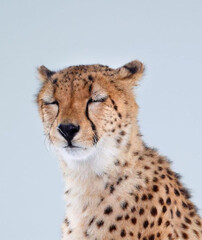 cheetah in the wild © Malik