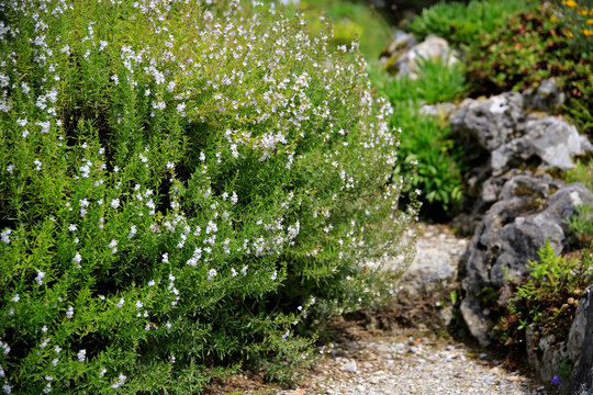 Rosmarin (Salvia rosmarinus) Busch mit wei&szlig;en Bl&uuml;ten