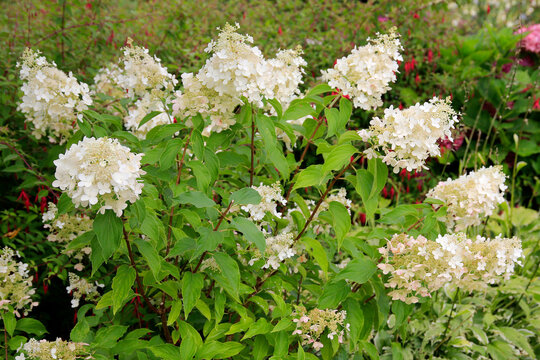 Rispen-Hortensie (Hydrangea paniculata) mit wei&szlig;en Bl&uuml;ten 