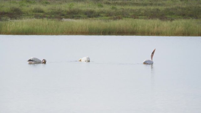 White pelicans swimming and feeding in serene lake within Bird Sanctuary, natural hunting and feeding behavior in a marsh habitat