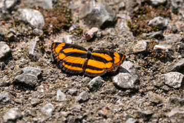 Common Lascar butterfly (Pantoporia hordonia) in Thailand. © KingmaPhotos