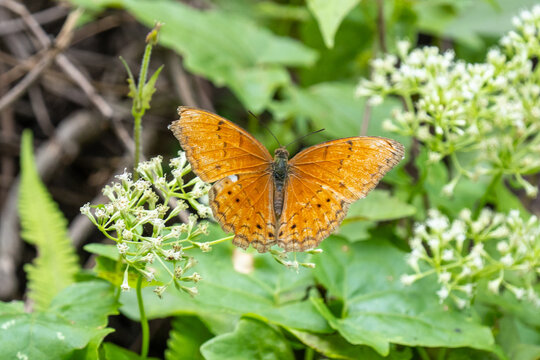 Common Yeoman (Cirrochroa tyche mithila) puddling in a Thai national park.