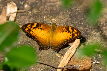 Vagrant butterfly (Vagrans egista) in Thailand. © KingmaPhotos