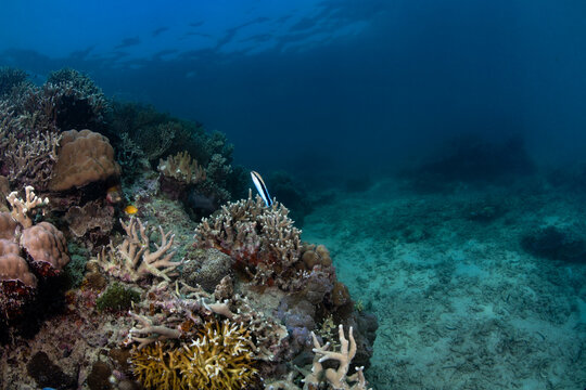 Seascape with Mimic blenny