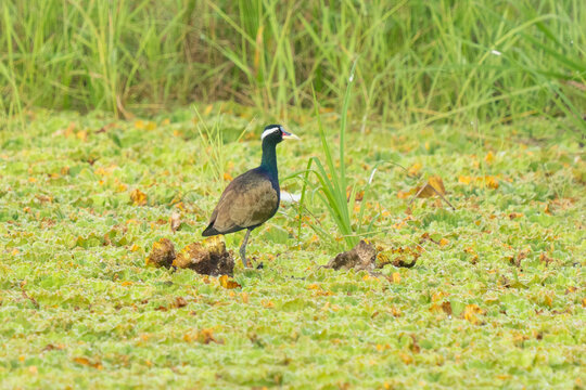 Bronze-winged Jacana (Metopidius indicus) among reeds in Thailand.