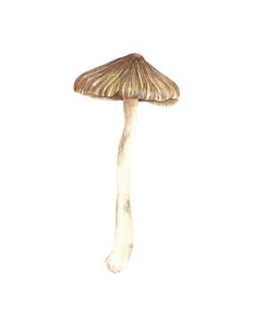 watercolor handpainted mushroom fungi slim lamlam brown