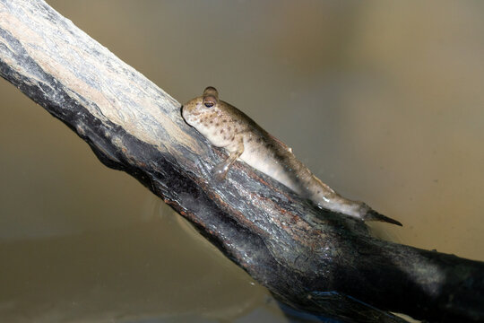 Barred Mudskipper (Periophthalmus argentilineatus) on a log.