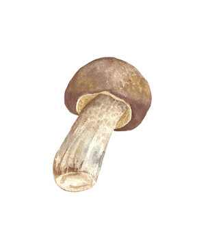 watercolor handpainted mushroom fungi pan-panitan