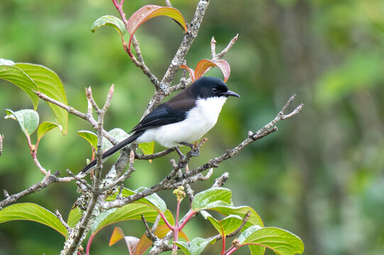 Black-backed Sibia (Heterophasia melanoleuca) in a high-altitude Thai forest.