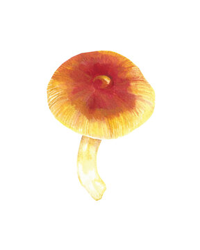 watercolor handpainted mushroom fungi Tabbillew