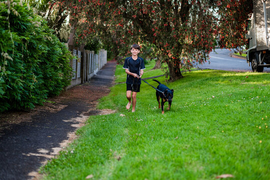 Young boy walking his dog on the grassy side of the road in the neighbourhood