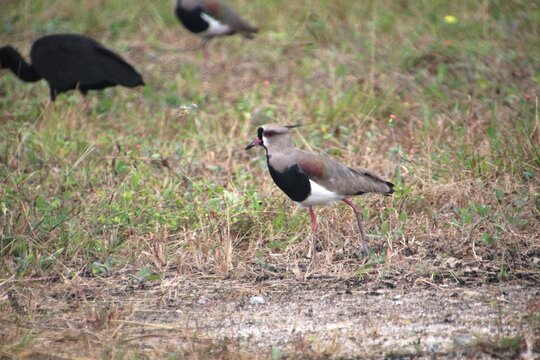 ave quero quero - Vanellus chilensis  