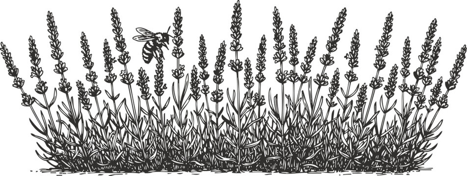 Lavender plants with a bee flying among flowers hand drawn botanical illustration in black and white