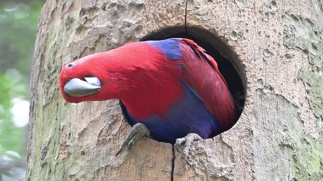 Close up clip of a female Eclectus parrot showcasing its striking red and blue plumage. Captured in a natural or semi natural setting, ideal for wildlife, exotic bird, and tropical biodiversity themes