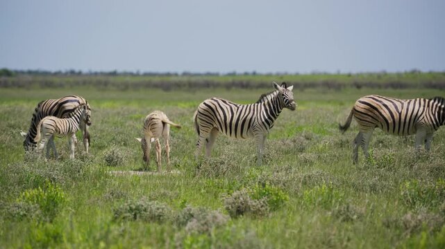 Plains zebra herd with foals grazing in Etosha National Park, majestic african wildlife sanctuary showing beautiful namibian grassland on a sunny day