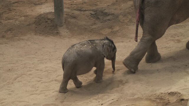 Baby elephant walking with its mother