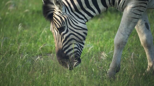 Close up of plains zebra grazing on green grass in African savanna and looking at camera in a Namibian national park, embodying wild nature and safari life