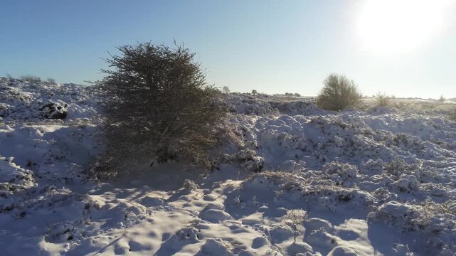 Winter landscape with snow covered gorse bushes and lonely tree under bright sun in national park during cold morning