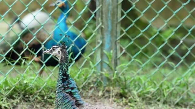 female peafowl looking around in the bird park