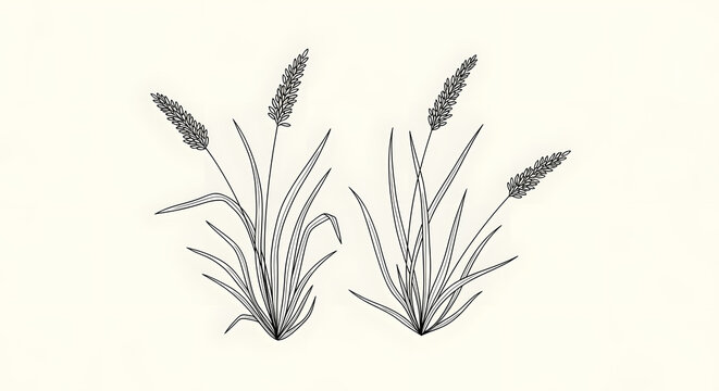 Botanical illustration of two foxtail grass plants with detailed leaves and seed heads